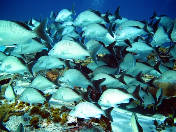 F_blck margates near airplane