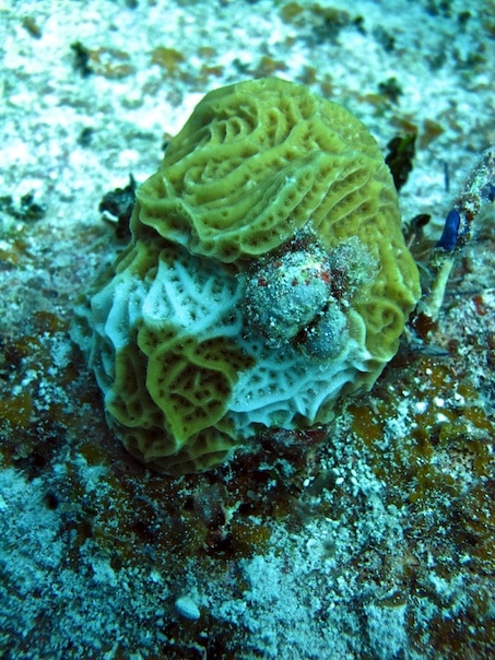 F_coral eating snails