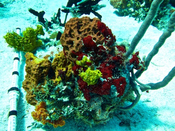 F_sponges on a bommie