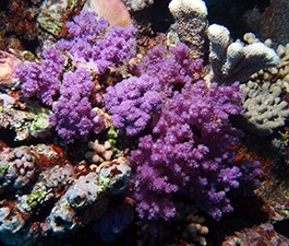 Dendronephthya, glomerate growth form