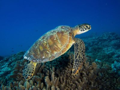 Green Turtle