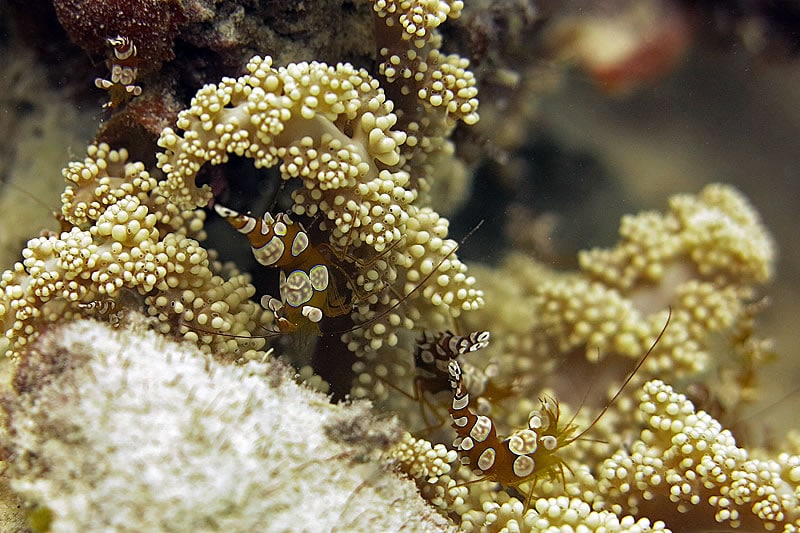 Groups of Squat Shrimp (Thor amboinensis) found within this fire anemone’s tentacles