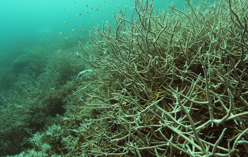 Coral Reefs and Corals