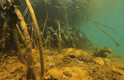 Marine Habitats and Biodiversity