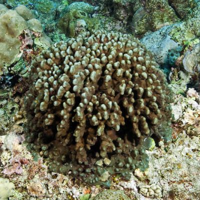 Heliopora coerulea lumpy greenish blue form of blue coral.