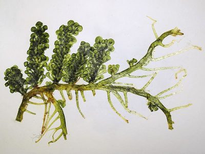 Herbarium pressing of Caulerpa