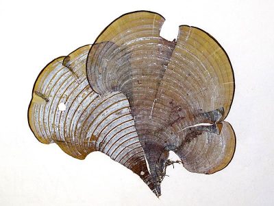 Herbarium pressing of Padina