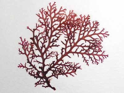 Herbarium pressing of Portieria