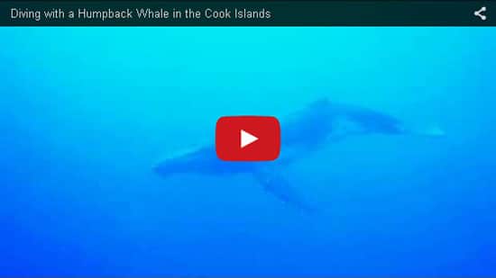 Humpback Whale Cook Islands Video