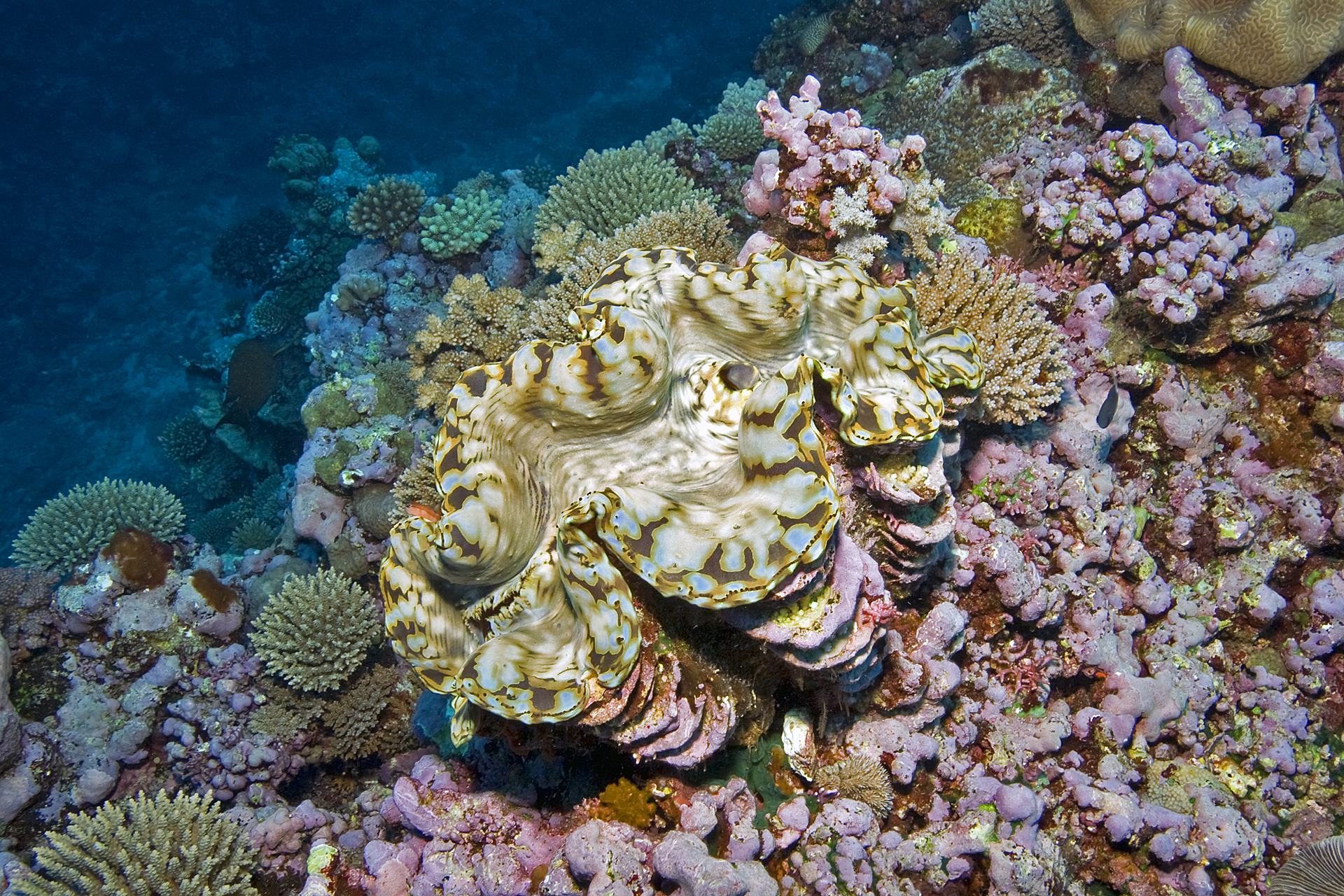 Fiji Department of Fisheries is reintroducing endangered giant clams and protecting them from overfishing under Fiji Fisheries Act.