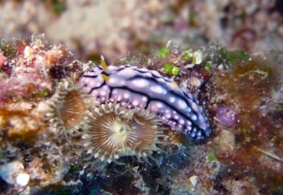 Dorid nudibranch