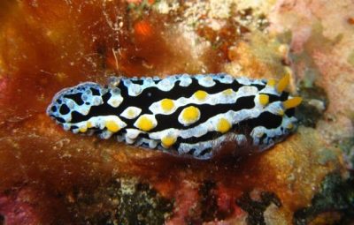 Dorid nudibranch
