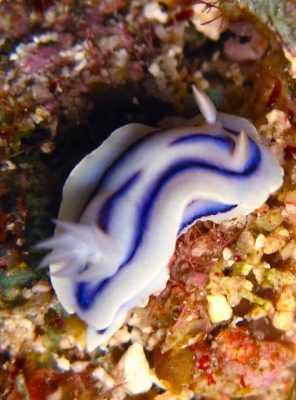 Lock’s chromodoris