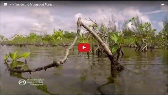  Blue Ocean Film Festival Honorable Mention: Inside the Mangrove Forest