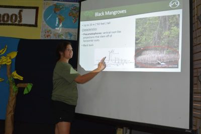Jamaican Mangroves JAMIN 2