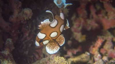 Plectorhinchus chaetodonoides