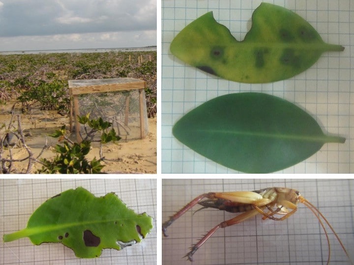 Top panel: Image of insect exclusion experiment cage and image of mimicked grazed leaf next to control leaf. Bottom panel: Image of a disease leaf and a cricket known to consume mangrove leaves.