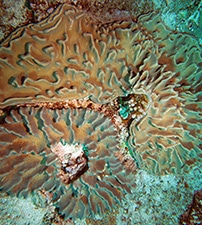 These are leather corals that have zooxanthellae.
