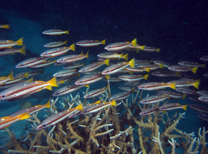 Two-spot Banded Snapper: A Friendly Fish (KSLOF)