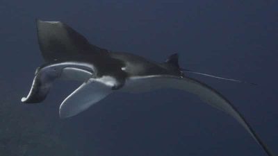 Reef manta ray
