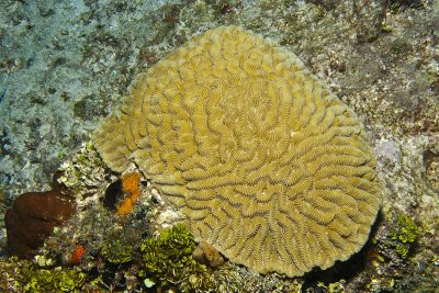 Similar looking Meandrinidae coral species from the Caribbean—Maze Coral (Meandrina meandrites).
