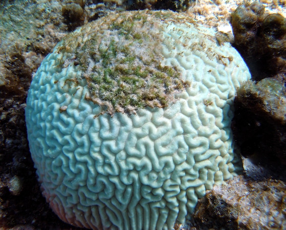 Coral Bleaching: A bleached brain coral becoming overgrown with algae. Photo: NOAA Coral Bleaching: A bleached brain coral becoming overgrown with algae. Photo: NOAA