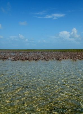 Notice the red mangrove die-off extends from these mangroves in the foreground all the way to other grove of mangroves behind it.
