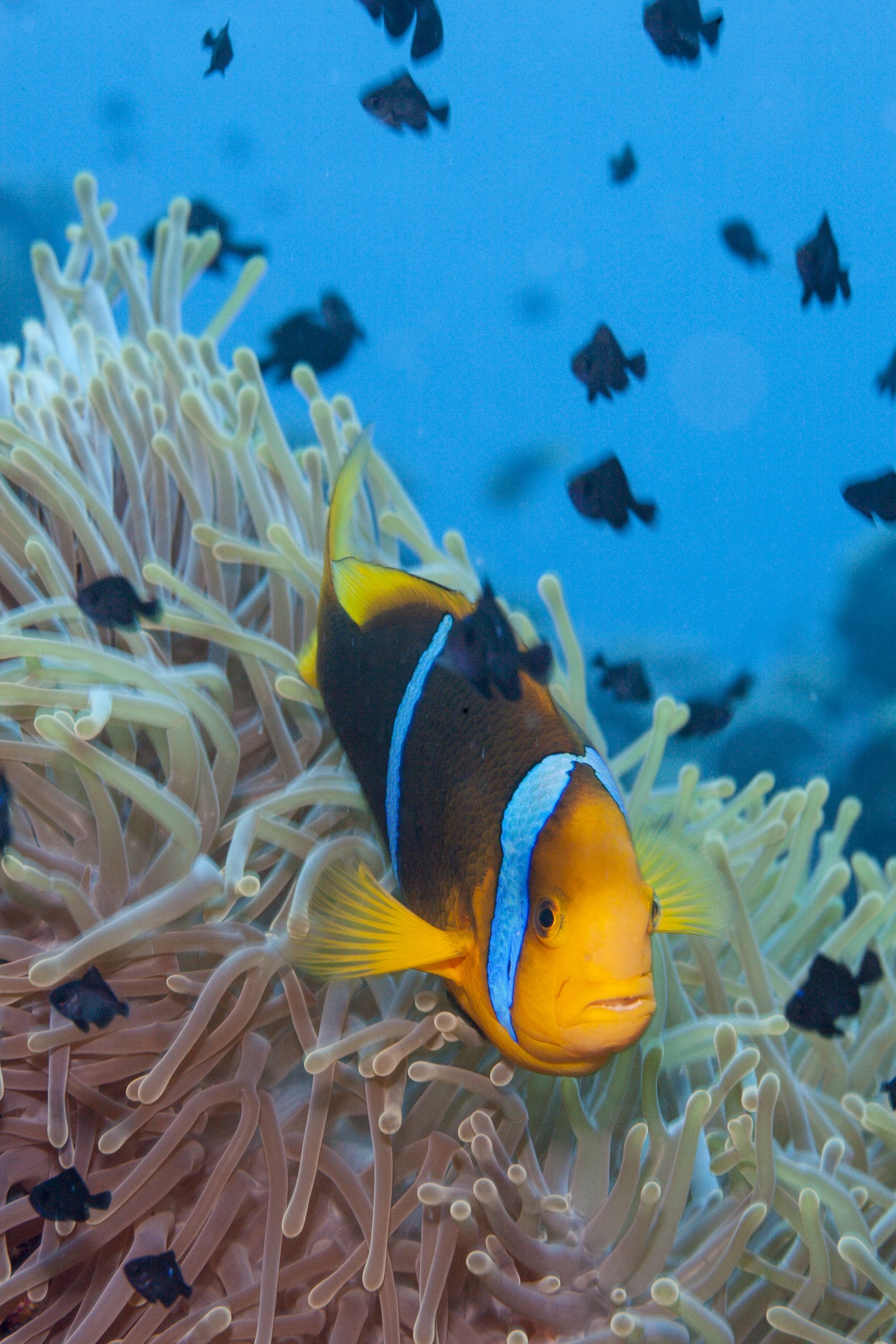 Clownfish in the Tuamotu Archipelago, French Polynesia (c)Michele Westmorland/iLCP