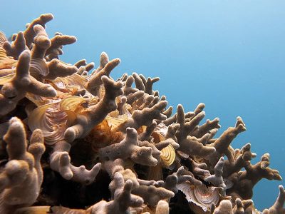 Padina grows in beautiful curls that fill in the space between fingers of branching Porites