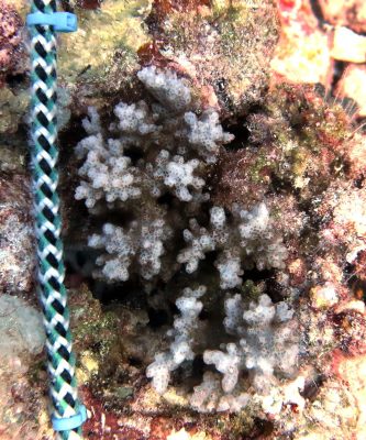 Cauliflower Coral Colony from BIOT