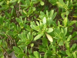 Mangrove Species: Pemphis-acidula