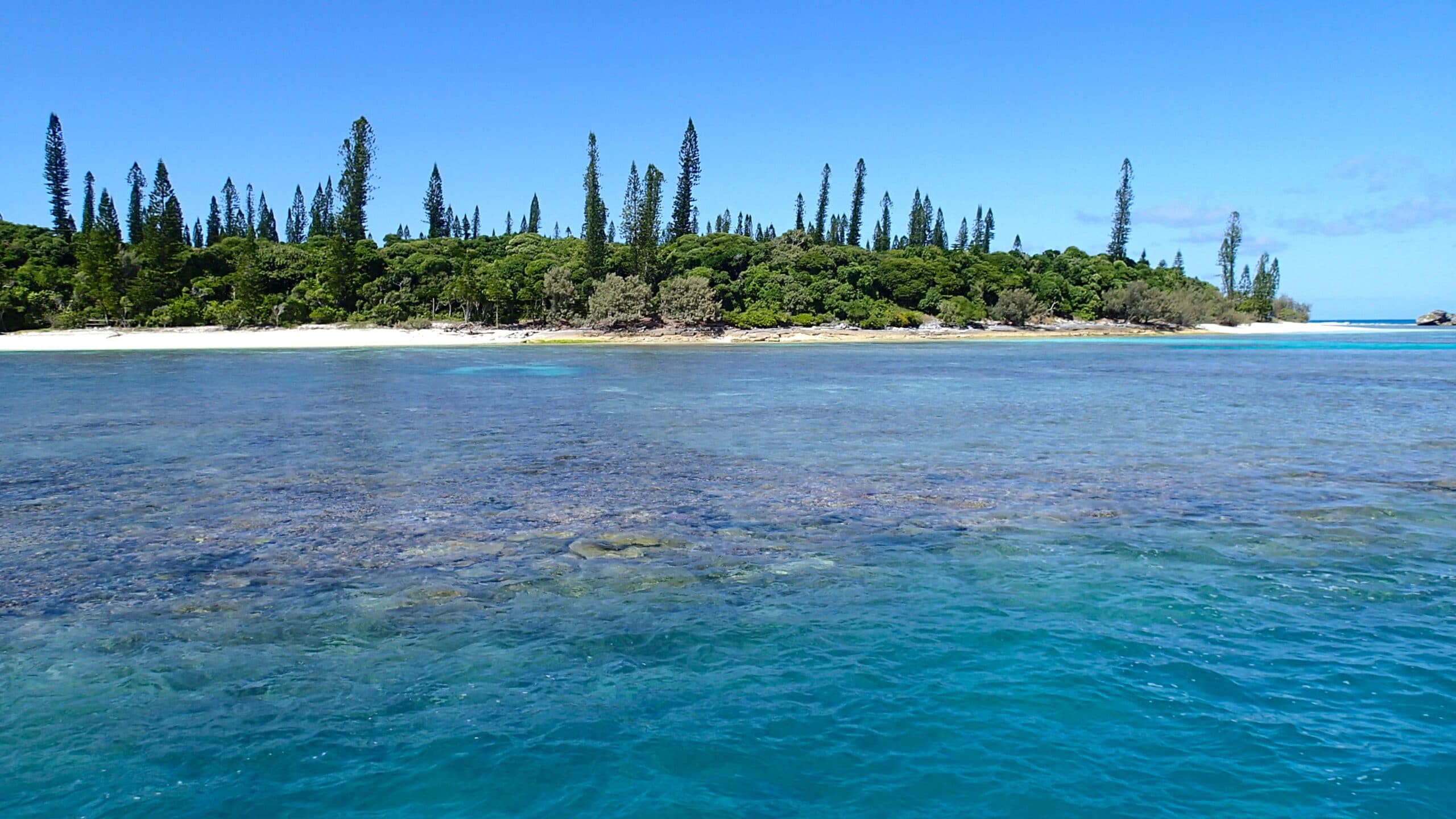 Columnar pine trees are native to New Caledonia and dominate the landscape.