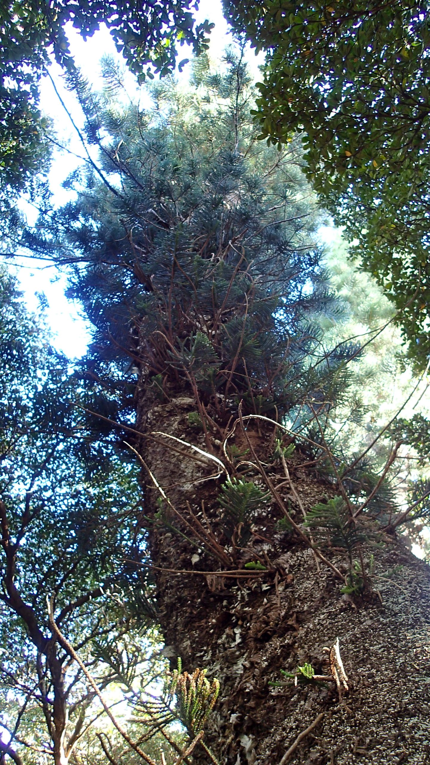 The tall Cook pines have a thin paper-like bark. Branches whorl horizontally around the central trunk.