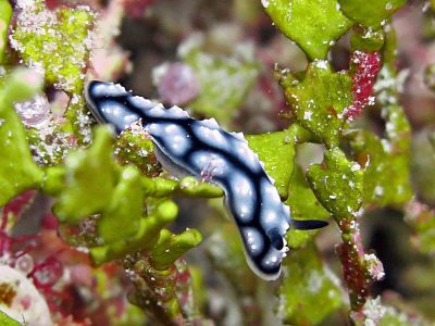 This Phyllidiella lizae nudibranch makes its way through a dense bed of Halimeda.