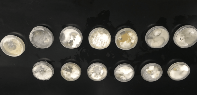 mangrove disease - JAMIN results 1