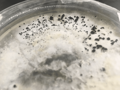 mangrove disease - JAMIN results 4