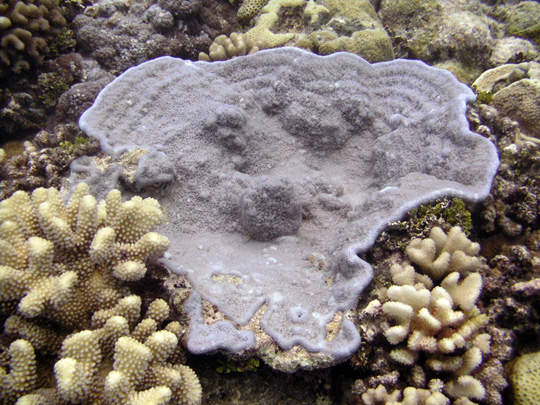 Plating coral on the reef slope Plating coral on the reef slope