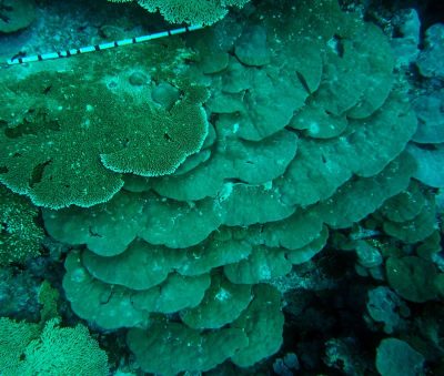 Porites lutea shingles scale bar is 1 m