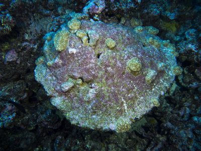 Porites tissue remnants