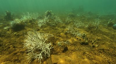 New Caledonia Habitat Inventory