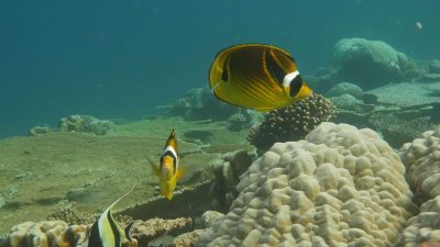 Racoon Butterflyfish  Chaetodon lunula