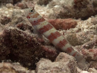 Red Banded Shrimpgoby - Amblyeleotris fasciatus