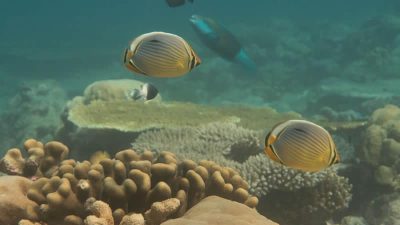 Redfin Butterflyfish  Chaetodon trifasciatus
