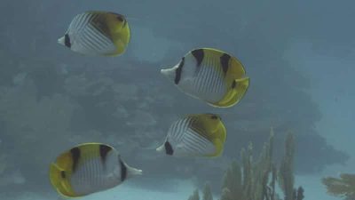 Saddled Butterflyfish Chaetodon falcula and Threadfin Butterflyfish  Chaetodon auriga
