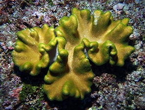 Dominant leather corals, Sarcophyton