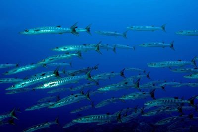 School of barracudas