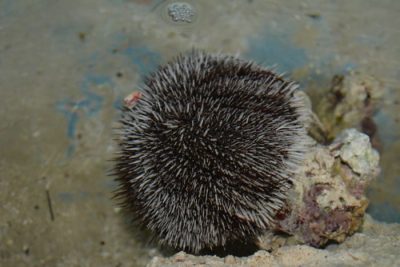 A sea urchin.