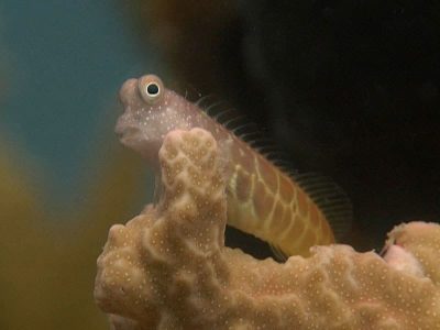 Segmented Blenny - Salarias segmentatus