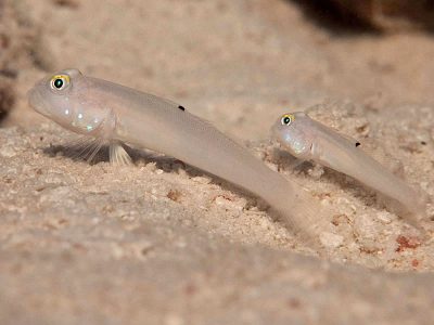 Sixspot Goby - Valenciennea sexguttata