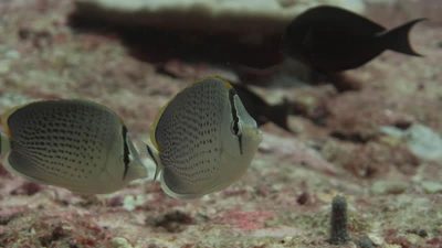 Spotted Butterflyfish pair  Chaetodon guttatissimus